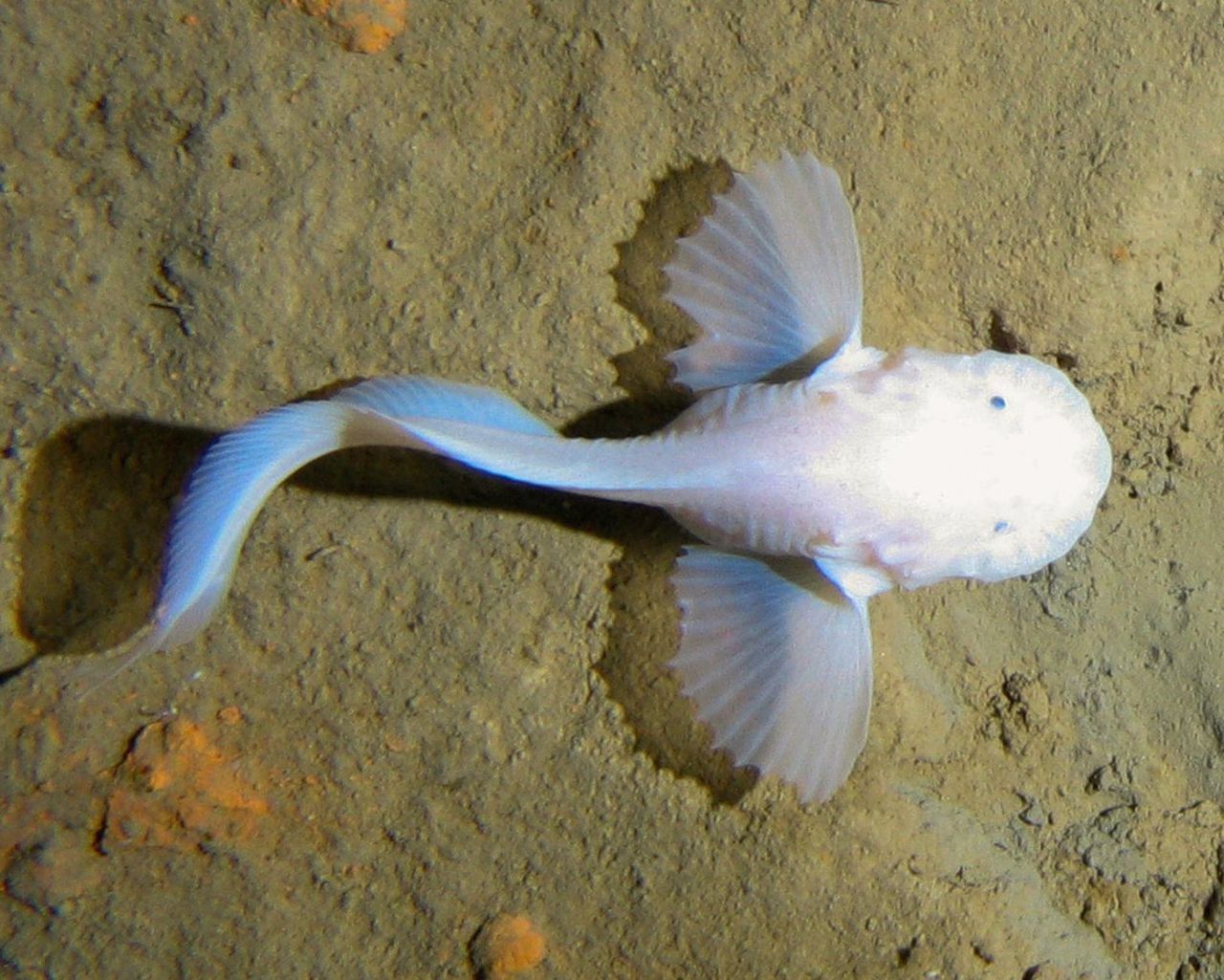snailfish